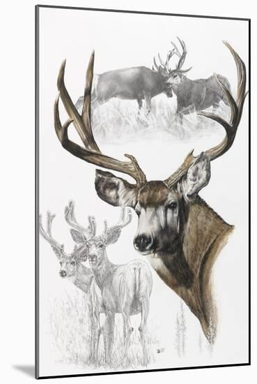 Mule Deer-Barbara Keith-Mounted Giclee Print