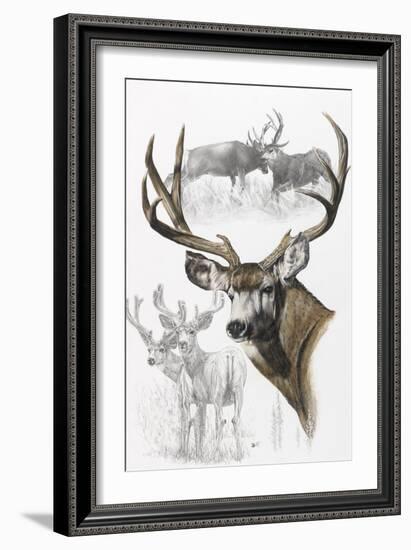 Mule Deer-Barbara Keith-Framed Giclee Print