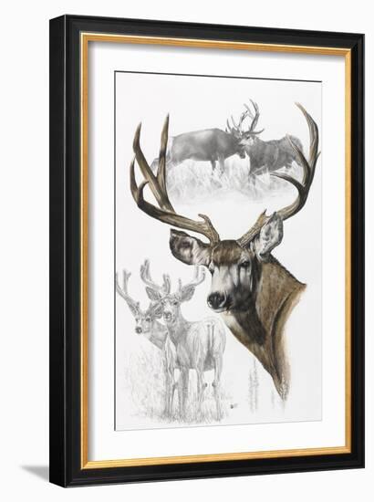 Mule Deer-Barbara Keith-Framed Giclee Print