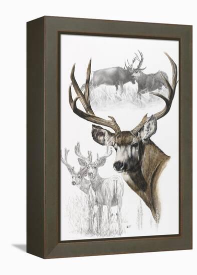 Mule Deer-Barbara Keith-Framed Premier Image Canvas