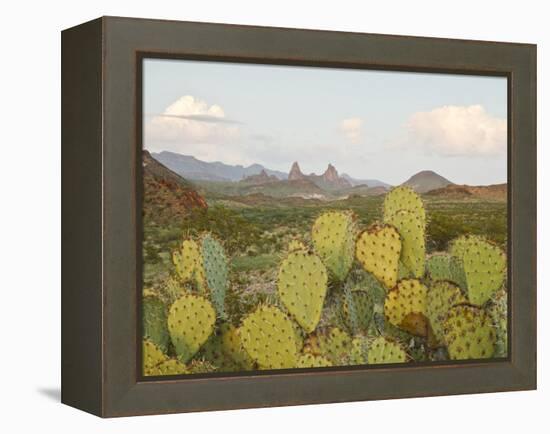 Mule Ears and Prickly Pear Cactus, Chisos Mountains, Big Bend National Park, Brewster Co., Texas, U-Larry Ditto-Framed Premier Image Canvas