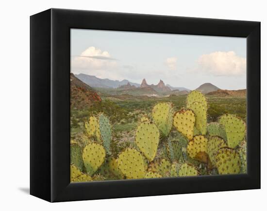 Mule Ears and Prickly Pear Cactus, Chisos Mountains, Big Bend National Park, Brewster Co., Texas, U-Larry Ditto-Framed Premier Image Canvas