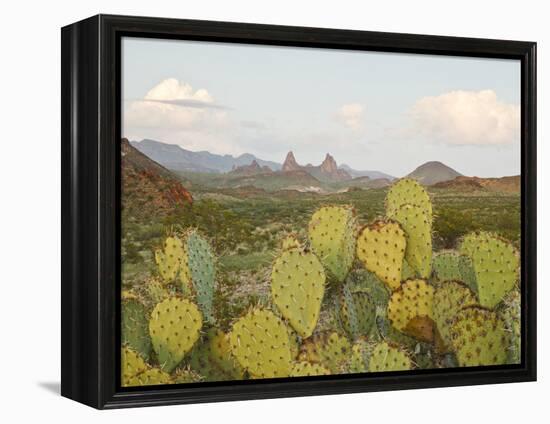 Mule Ears and Prickly Pear Cactus, Chisos Mountains, Big Bend National Park, Brewster Co., Texas, U-Larry Ditto-Framed Premier Image Canvas