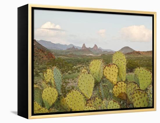 Mule Ears and Prickly Pear Cactus, Chisos Mountains, Big Bend National Park, Brewster Co., Texas, U-Larry Ditto-Framed Premier Image Canvas