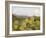 Mule Ears and Prickly Pear Cactus, Chisos Mountains, Big Bend National Park, Brewster Co., Texas, U-Larry Ditto-Framed Photographic Print