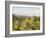 Mule Ears and Prickly Pear Cactus, Chisos Mountains, Big Bend National Park, Brewster Co., Texas, U-Larry Ditto-Framed Photographic Print