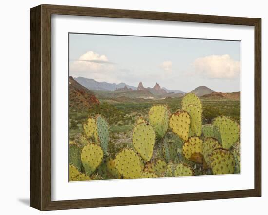 Mule Ears and Prickly Pear Cactus, Chisos Mountains, Big Bend National Park, Brewster Co., Texas, U-Larry Ditto-Framed Photographic Print