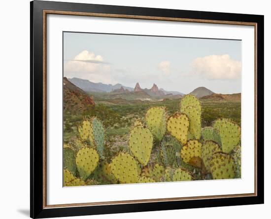 Mule Ears and Prickly Pear Cactus, Chisos Mountains, Big Bend National Park, Brewster Co., Texas, U-Larry Ditto-Framed Photographic Print