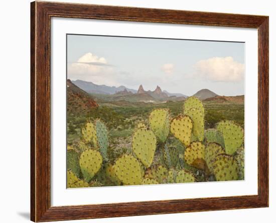 Mule Ears and Prickly Pear Cactus, Chisos Mountains, Big Bend National Park, Brewster Co., Texas, U-Larry Ditto-Framed Photographic Print