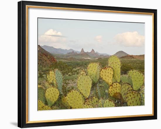 Mule Ears and Prickly Pear Cactus, Chisos Mountains, Big Bend National Park, Brewster Co., Texas, U-Larry Ditto-Framed Photographic Print