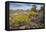 Mule Ears Formation and Wildflowers in Big Bend National Park-Larry Ditto-Framed Premier Image Canvas