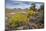 Mule Ears Formation and Wildflowers in Big Bend National Park-Larry Ditto-Mounted Photographic Print