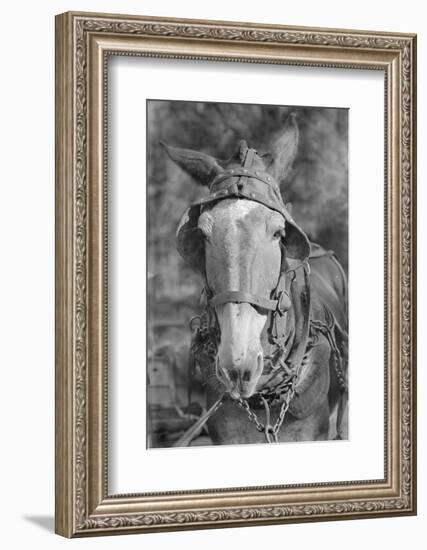 Mule in Hale County, Alabama, c.1936-Walker Evans-Framed Photographic Print