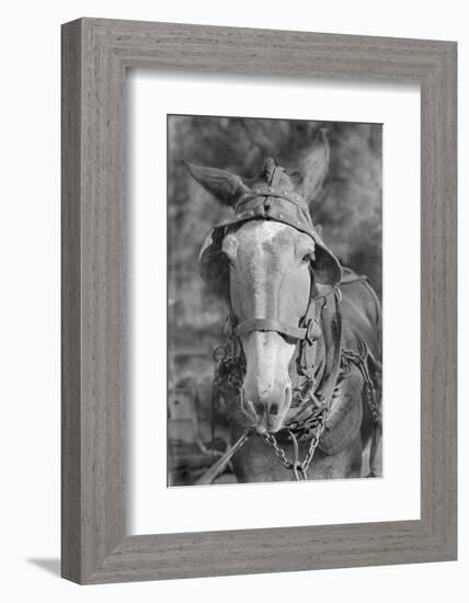 Mule in Hale County, Alabama, c.1936-Walker Evans-Framed Photographic Print