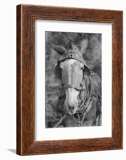 Mule in Hale County, Alabama, c.1936-Walker Evans-Framed Photographic Print