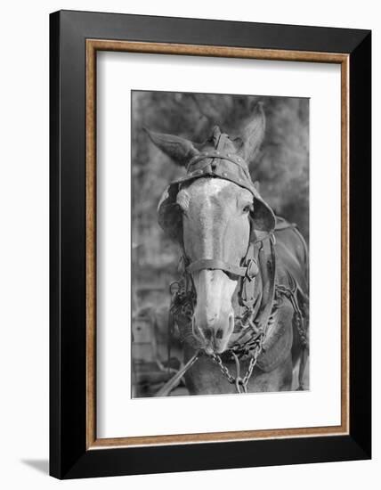 Mule in Hale County, Alabama, c.1936-Walker Evans-Framed Photographic Print