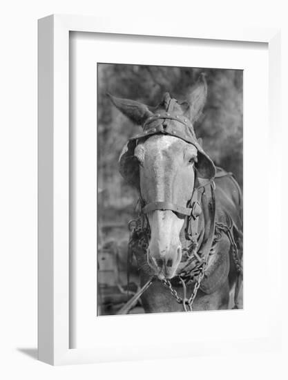 Mule in Hale County, Alabama, c.1936-Walker Evans-Framed Photographic Print