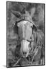 Mule in Hale County, Alabama, c.1936-Walker Evans-Mounted Photographic Print