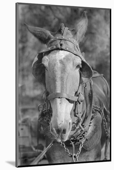 Mule in Hale County, Alabama, c.1936-Walker Evans-Mounted Photographic Print