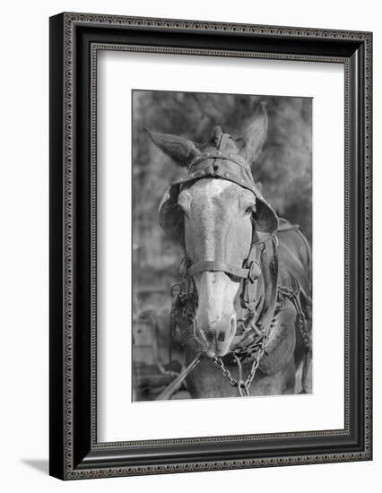 Mule in Hale County, Alabama, c.1936-Walker Evans-Framed Photographic Print