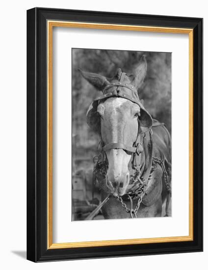 Mule in Hale County, Alabama, c.1936-Walker Evans-Framed Photographic Print