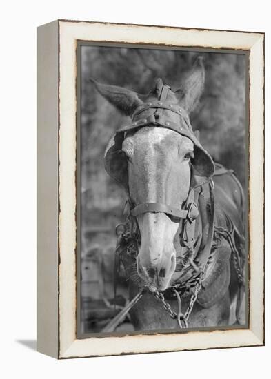 Mule in Hale County, Alabama, c.1936-Walker Evans-Framed Premier Image Canvas