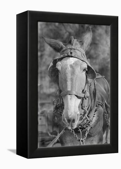 Mule in Hale County, Alabama, c.1936-Walker Evans-Framed Premier Image Canvas