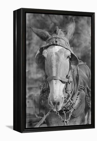 Mule in Hale County, Alabama, c.1936-Walker Evans-Framed Premier Image Canvas