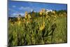 Mule's ear (Wyethia arizonica) in Rocky Mountains.-Larry Ditto-Mounted Photographic Print