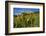 Mule's ear (Wyethia arizonica) in Rocky Mountains.-Larry Ditto-Framed Photographic Print