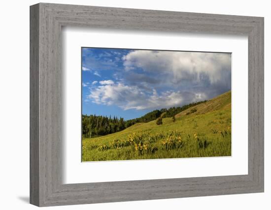 Mule's ear (Wyethia arizonica) in Rocky Mountains.-Larry Ditto-Framed Photographic Print