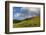 Mule's ear (Wyethia arizonica) in Rocky Mountains.-Larry Ditto-Framed Photographic Print