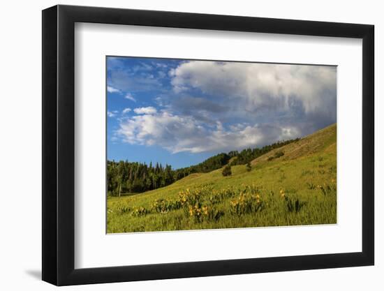 Mule's ear (Wyethia arizonica) in Rocky Mountains.-Larry Ditto-Framed Photographic Print