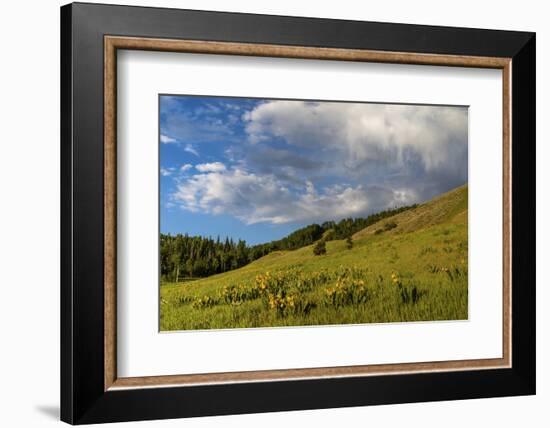 Mule's ear (Wyethia arizonica) in Rocky Mountains.-Larry Ditto-Framed Photographic Print