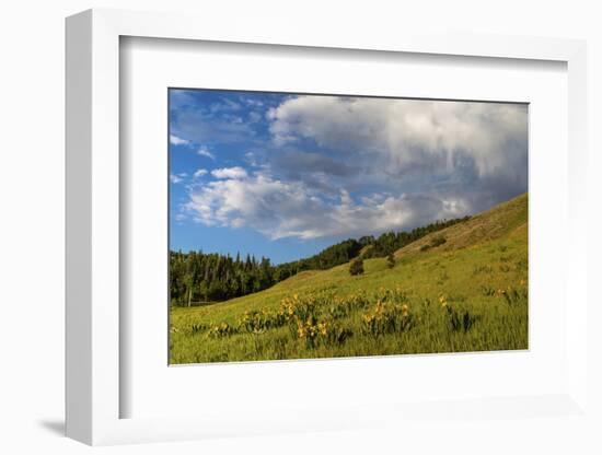 Mule's ear (Wyethia arizonica) in Rocky Mountains.-Larry Ditto-Framed Photographic Print