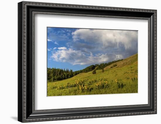 Mule's ear (Wyethia arizonica) in Rocky Mountains.-Larry Ditto-Framed Photographic Print