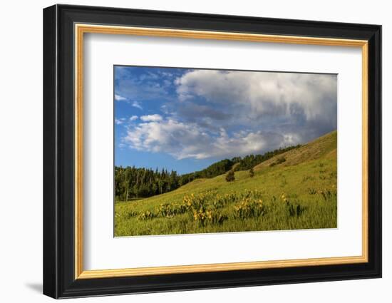 Mule's ear (Wyethia arizonica) in Rocky Mountains.-Larry Ditto-Framed Photographic Print