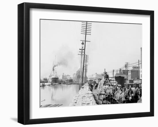 Mule Teams on the Levee, New Orleans, La.-null-Framed Photo