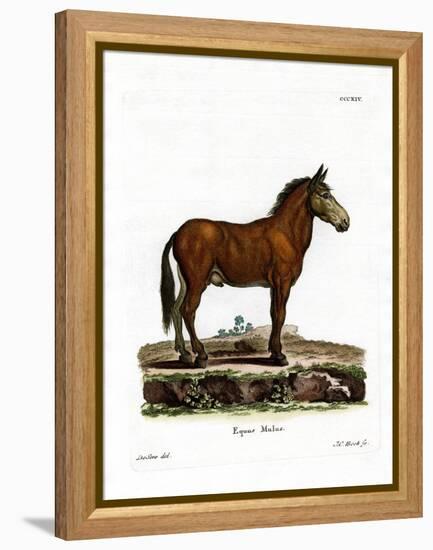 Mule-null-Framed Premier Image Canvas