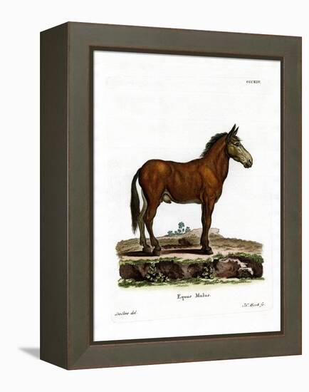 Mule-null-Framed Premier Image Canvas