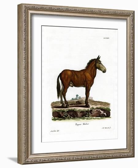 Mule-null-Framed Giclee Print