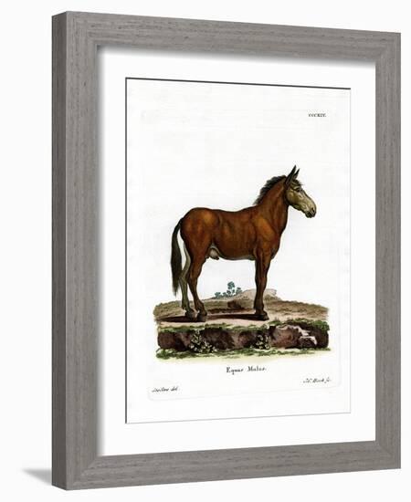 Mule-null-Framed Giclee Print