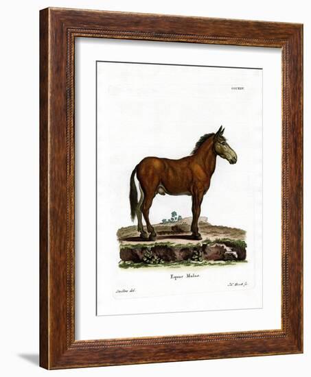 Mule-null-Framed Giclee Print