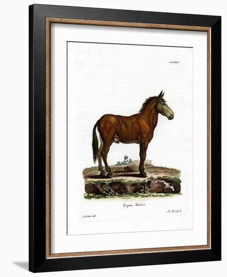 Mule-null-Framed Giclee Print