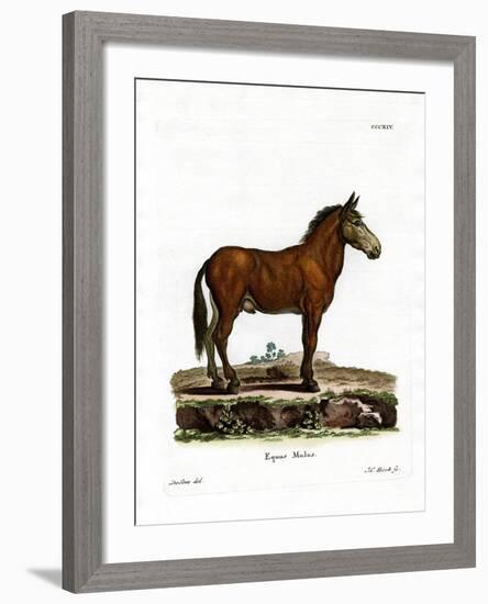 Mule-null-Framed Giclee Print