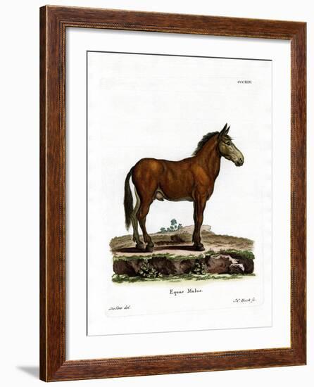 Mule-null-Framed Giclee Print