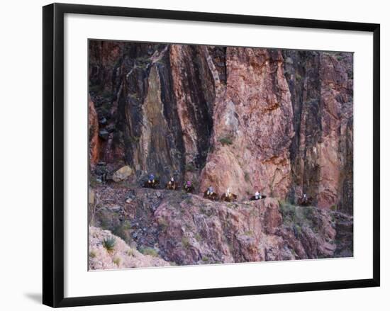 Mules Taking Tourists Along the Colorado River Trail, Grand Canyon, Arizona, USA-Kober Christian-Framed Photographic Print