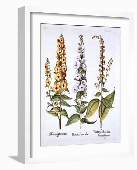 Mullein, Genus Verbascum, from 'Hortus Eystettensis', by Basil Besler (1561-1629), Pub. 1613 (Hand-German School-Framed Giclee Print