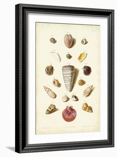 Muller Shells, Tab. III-Gabriel Muller-Framed Art Print
