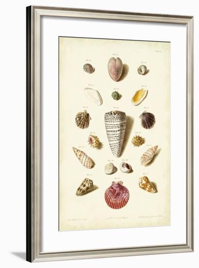 Muller Shells, Tab. III-Gabriel Muller-Framed Art Print